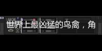 世界上最凶猛的鸟禽，角雕（单抓力50公斤/轻易捏碎猎物）